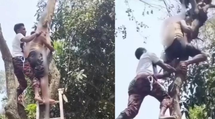 মেলান্দহে গাছে উঠে অজ্ঞান শ্রমিক, উদ্ধার করল ফায়ার সার্ভিস